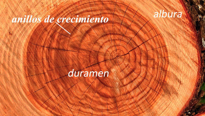 El crecimiento anual del diámetro del árbol